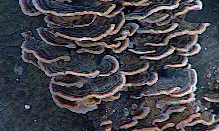 Biodiversité - Les Champignons ou Fungi - 2mn 21s